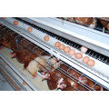 Hot Sell Automatic Chicken Cage System